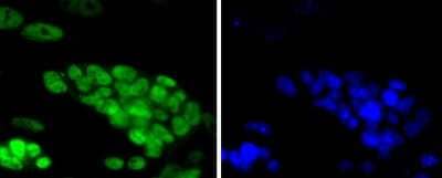 Immunocytochemistry/Immunofluorescence: TCF7L2 Antibody (SC06-90) [NBP2-67618] - Staining TCF7L2 in D3 cells (green). The nuclear counter stain is DAPI (blue). Cells were fixed in paraformaldehyde, permeabilised with 0.25% Triton X100/PBS.