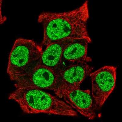 Immunocytochemistry/Immunofluorescence: TCFL5 Antibody [NBP2-49174] - Immunofluorescent staining of human cell line Hep G2 shows localization to nucleoplasm. Antibody staining is shown in green.