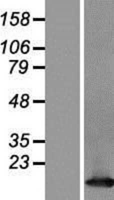 Western Blot: TCL1 Overexpression Lysate (Adult Normal) [NBP2-06492] Left-Empty vector transfected control cell lysate (HEK293 cell lysate); Right -Over-expression Lysate for TCL1.
