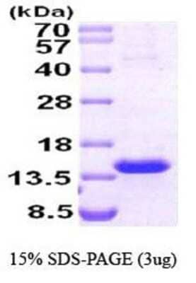 SDS-Page: Recombinant Human TCL1A Protein [NBP1-30239] - TCL1A,13.4 kDa (114aa), confirmed by MALDI-TOF with a purity of 90% by SDS - PAGE