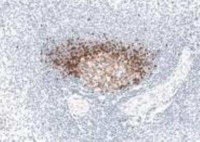 Immunohistochemistry-Paraffin: TCL1A Antibody (1-21) [NBP1-43253] - Human spleen tissue stained with TCL1A Antibody (1-21). IHC-P image submitted by a verified customer review.