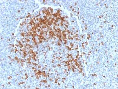 Immunohistochemistry-Paraffin: TCL1A Antibody (TCL1/2078) [NBP2-75747] - Formalin-fixed, paraffin-embedded human Spleen stained with TCL1 Mouse Monoclonal Antibody (TCL1/2078).