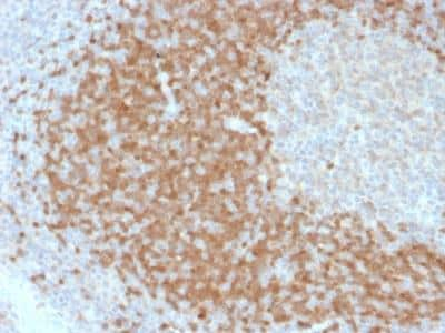 Immunohistochemistry-Paraffin: TCL1A Antibody (TCL1/2078) [NBP2-75747] - Formalin-fixed, paraffin-embedded human Tonsil stained with TCL1 Mouse Monoclonal Antibody (TCL1/2078).