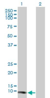 Western Blot: TCL1A Antibody [H00008115-B01P] - Analysis of TCL1A expression in transfected 293T cell line by TCL1A polyclonal antibody.  Lane 1: TCL1A transfected lysate(12.54 KDa). Lane 2: Non-transfected lysate.