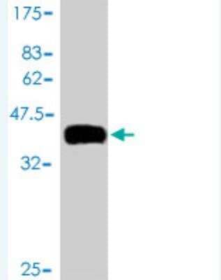 Western Blot: TCL1B Antibody (2A12) [H00009623-M01] - Detection against Immunogen (39.82 KDa) .