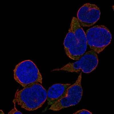 Immunocytochemistry/Immunofluorescence: TCL1B Antibody [NBP2-47608] - Staining of human cell line REH shows localization to cytosol.