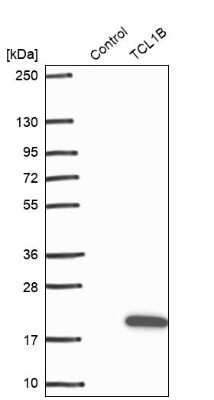 Western Blot: TCL1B Antibody [NBP2-47608] - Analysis in control (vector only transfected HEK293T lysate) and TCL1B over-expression lysate (Co-expressed with a C-terminal myc-DDK tag (3.1 kDa) in mammalian HEK293T cells).