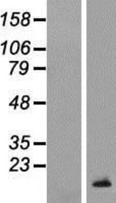 Western Blot: TCL1B Overexpression Lysate (Adult Normal) [NBP2-04653] Left-Empty vector transfected control cell lysate (HEK293 cell lysate); Right -Over-expression Lysate for TCL1B.
