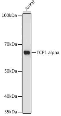 Western Blot: TCP1 alpha Antibody (3G9G8) [NBP3-16290] - Western blot analysis of extracts of Jurkat cells, using TCP1 alpha antibody (NBP3-16290) at 1:1000 dilution. Secondary antibody: HRP Goat Anti-Rabbit IgG (H+L) at 1:10000 dilution. Lysates/proteins: 25ug per lane. Blocking buffer: 3% nonfat dry milk in TBST. Detection: ECL Basic Kit. Exposure time: 180s.