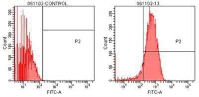 Flow Cytometry: TCP1 alpha Antibody (91a) [NBP1-97505] - Analysis human colon cancer Coca-2 cells were analyzed by FLOW cytometry using isotype control antibody (left) or TCP-1alpha antibody, clone #91a (right).