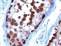 Immunohistochemistry-Paraffin: TCP1 alpha Antibody [NB100-1400] - Staining of paraffin embedded Human Testis. Antibody at 10 ug/mL. Microwaved antigen retrieval with Tris/EDTA buffer pH 9, HRP-staining.