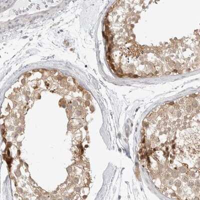 <b>Independent Antibodies Validation. </b>Immunohistochemistry-Paraffin: TCP1 alpha Antibody [NBP1-88148] - Staining of human testis shows distinct cytoplasmic positivity in seminiferus duct cells.