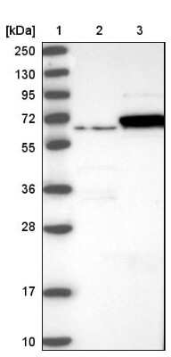 Western Blot: TCP1 alpha Antibody [NBP1-88149] - Lane 1: Marker [kDa] 250, 130, 95, 72, 55, 36, 28, 17, 10. Lane 2: Negative control (vector only transfected HEK293T lysate). Lane 3: Over-expression lysate (Co-expressed with a C-terminal myc-DDK tag (3.1 kDa) in mammalian HEK293T cells).