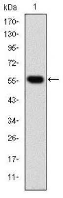 Western Blot: TCP1-beta Antibody (5B5F5) [NBP2-37561] - Western blot analysis using CCT2 mAb against human CCT2 (AA: 87-290) recombinant protein. (Expected MW is 47.9 kDa)