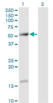 Western Blot: TCP11 Antibody (2E3) [H00006954-M07] - Analysis of TCP11 expression in transfected 293T cell line by TCP11 monoclonal antibody (M07), clone 2E3. Lane 1: TCP11 transfected lysate (Predicted MW: 49.3 KDa). Lane 2: Non-transfected lysate.