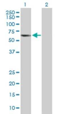 Western Blot: TCP11 Antibody [H00006954-B01P] - Analysis of TCP11 expression in transfected 293T cell line by TCP11 polyclonal antibody.  Lane 1: TCP11 transfected lysate(48.51 KDa). Lane 2: Non-transfected lysate.