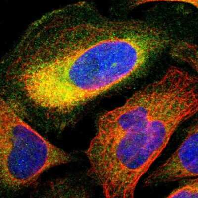 Immunocytochemistry/Immunofluorescence: TCP11L1 Antibody [NBP1-83749] - Immunofluorescent staining of human cell line U-2 OS shows localization to cytosol.