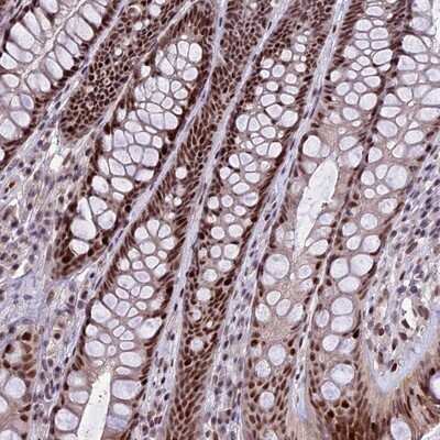 Immunohistochemistry-Paraffin: TCP11L2 Antibody [NBP1-82694] - Staining of human rectum shows strong nuclear positivity in glandular cells.