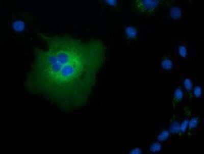 Immunocytochemistry/Immunofluorescence: TCP11L2 Antibody (OTI2A10) - Azide and BSA Free [NBP2-74477] - Staining of COS7 cells transiently transfected by pCMV6-ENTRY TCP11L2.