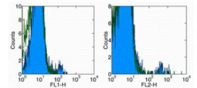 Flow Cytometry: TCR gamma/delta Antibody (B1.1) [NBP1-43121] - Surface staining of normal human peripheral blood cells with AntiHuman gamma delta TCR FITC (left) or PE (right). Appropriate isotype controls were used (open histogram). Cells in the lymphocyte gate were used for analysis.