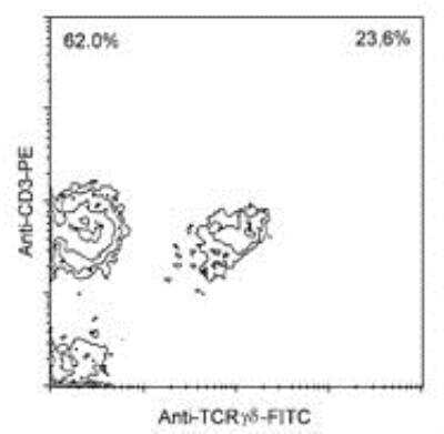 Flow Cytometry: TCR gamma/delta Antibody (TCR1) [FITC] [NBP1-28276] - TCR gamma/delta Antibody (TCR1) [FITC] 1 ug/10^6 Chicken PBMC were double stained with mouse anti-chicken TCR gamma delta FITC and mouse anti-chicken CD3-R-PE. Small lymphocytes then were gated and subjected to 2-color analysis on a flow cytometer