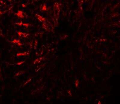 Immunocytochemistry/ Immunofluorescence TCTE3 Antibody - BSA Free