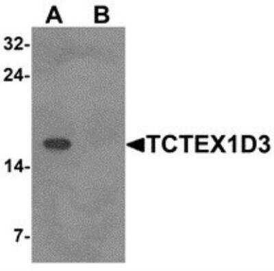 Western Blot TCTE3 Antibody - BSA Free