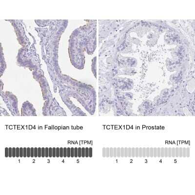 <b>Orthogonal Strategies Validation. </b>Immunohistochemistry-Paraffin: TCTEX1D4 Antibody [NBP2-32366] - Staining in human fallopian tube and prostate tissues using anti-TCTEX1D4 antibody. Corresponding TCTEX1D4 RNA-seq data are presented for the same tissues.