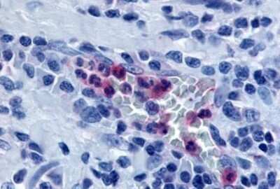 Immunohistochemistry-Paraffin: TDAG8/GPR65 Antibody [NLS1627] - Human tonsil tissue after heat-induced antigen retrieval.