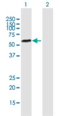 Western Blot: TDG Antibody [H00006996-B01P] - Analysis of TDG expression in transfected 293T cell line by TDG polyclonal antibody.  Lane 1: TDG transfected lysate(45.1 KDa). Lane 2: Non-transfected lysate.