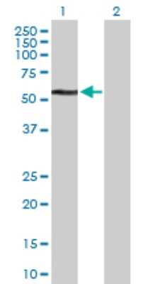 Western Blot: TDG Antibody [H00006996-D01P] - Analysis of TDG expression in transfected 293T cell line by TDG polyclonal antibody.Lane 1: TDG transfected lysate(46.00 KDa).Lane 2: Non-transfected lysate.