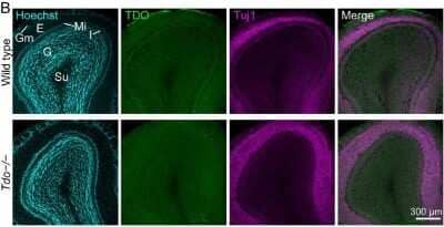 Immunohistochemistry: TDO2 Antibody [H00006999-B01P] - Immunoreactivity of TDO in the SVZ, the olfactory bulb, and the cerebellum. TDO was not stained in the olfactory bulb (OB). The immunoreactivities for TDO in wild type and Tdo-/- mice were background level. Image collected and cropped by CiteAb from the following publication (//molecularbrain.biomedcentral.com/articles/10.1186/1756-6606-3-26), licensed under a CC-BY license.