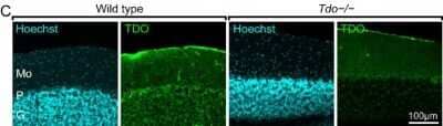 Immunohistochemistry: TDO2 Antibody [H00006999-B01P] - Immunoreactivity of TDO in the SVZ, the olfactory bulb, and the cerebellum. In the cerebellum, the immunoreactivity for TDO was observed in granule cells and Purkinje cells of wild type mice, but these positive structures disappeared in Tdo-/- mice. The cytoarchitectural organization of Tdo-/- mice was the same as that of wild type mice. Image collected and cropped by CiteAb from the following publication (//molecularbrain.biomedcentral.com/articles/10.1186/1756-6606-3-26), licensed under a CC-BY license.