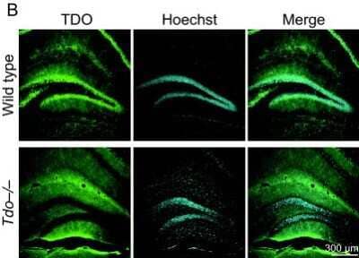 Immunohistochemistry: TDO2 Antibody [H00006999-B01P] - Specificity of antibodies for tryptophan 2,3-dioxygenase (TDO) by immunofluorescent staining. The hippocampal sections of wild-type and Tdo-/- mice were stained with anti-TDO antibody. In sections of Tdo -/- mice, immunofluorescence signals were not detected in granule cells, interneurons (arrowhead), CA1, or CA3 cells, suggesting that the secondary antibody used in this study bound specifically to the primary antibody (mouse IgG). g, granule cell layer; h, hilus. Image collected and cropped by CiteAb from the following publication (//molecularbrain.biomedcentral.com/articles/10.1186/1756-6606-3-26), licensed under a CC-BY license.