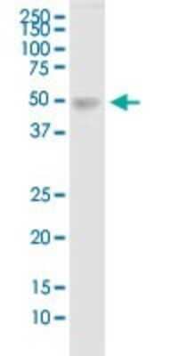 Western Blot: TDO2 Antibody [H00006999-B01P] - Analysis of TDO2 expression in human liver.