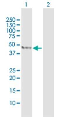 Western Blot: TDO2 Antibody [H00006999-D01P] - Analysis of TDO2 expression in transfected 293T cell line by TDO2 polyclonal antibody.Lane 1: TDO2 transfected lysate(47.90 KDa).Lane 2: Non-transfected lysate.