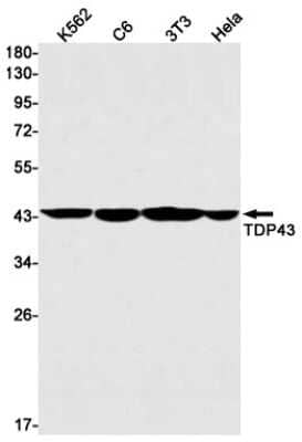 Western Blot: TDP-43/TARDBP Antibody (S02-2A8) [NBP3-14980] - Western blot detection of TDP-43/TARDBP in K562, C6, 3T3, Hela cell lysates using TDP-43/TARDBP Rabbit mAb (1:1000 diluted). Predicted band size: 45kDa. Observed band size: 45kDa.