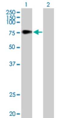 Western Blot: TDP1 Antibody [H00055775-B01P] - Analysis of TDP1 expression in transfected 293T cell line by TDP1 polyclonal antibody.  Lane 1: TDP1 transfected lysate(66.88 KDa). Lane 2: Non-transfected lysate.
