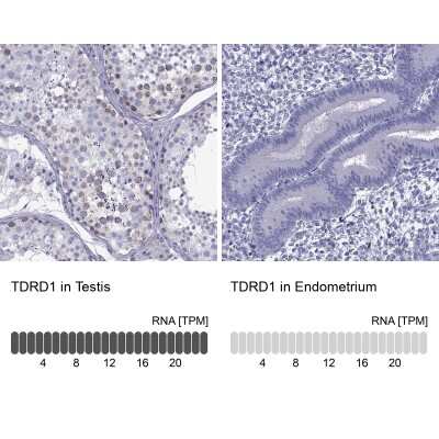 Immunohistochemistry-Paraffin: TDRD1 Antibody [NBP1-84349] - Staining in human testis and endometrium tissues using anti-TDRD1 antibody. Corresponding TDRD1 RNA-seq data are presented for the same tissues.