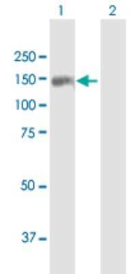 Western Blot: TDRD1 Antibody [H00056165-B01P] - Analysis of TDRD1 expression in transfected 293T cell line by TDRD1 polyclonal antibody.  Lane 1: TDRD1 transfected lysate(130.79 KDa). Lane 2: Non-transfected lysate.