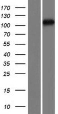 Western Blot: TDRD5 Overexpression Lysate (Adult Normal) [NBP2-05110] Left-Empty vector transfected control cell lysate (HEK293 cell lysate); Right -Over-expression Lysate for TDRD5.