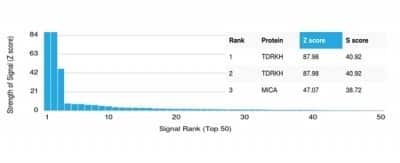 Protein Array: TDRKH Antibody (PCRP-TDRKH-1H2) - Azide and BSA Free [NBP3-14276] - Analysis of Protein Array containing more than 19,000 full-length human proteins using TDRKH Antibody (PCRP-TDRKH-1H2).