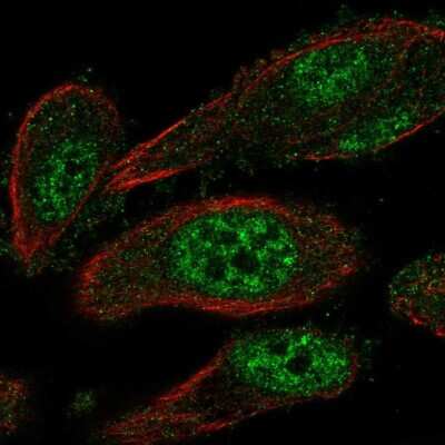 Immunocytochemistry/Immunofluorescence: TEAD2 Antibody [NBP2-55789] - Staining of human cell line PC-3 shows localization to nucleoplasm. Antibody staining is shown in green.