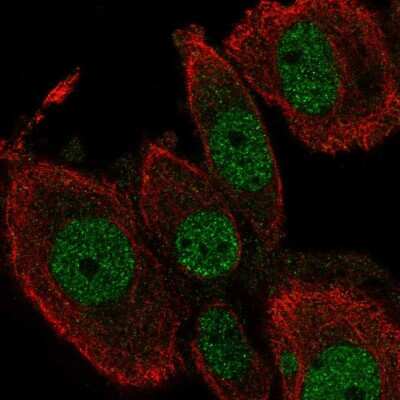 Immunocytochemistry/ Immunofluorescence TEAD2 Antibody - BSA Free