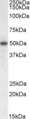 Western Blot TEAD2 Antibody