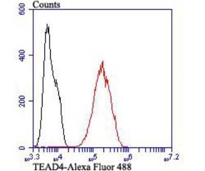 Flow Cytometry: TEAD4 Antibody [NBP2-75680] - Analysis of LOVO cells with TEAD4 antibody at 1/100 dilution (red) compared with an unlabelled control (cells without incubation with primary antibody; black). Alexa Fluor 488-conjugated goat anti-rabbit IgG was used as the secondary antibody.