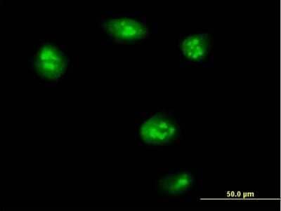Immunocytochemistry/Immunofluorescence: TEAD4 Antibody [H00007004-B01P] - Analysis of purified antibody to TEAD4 on HeLa cell. (antibody concentration 10 ug/ml)