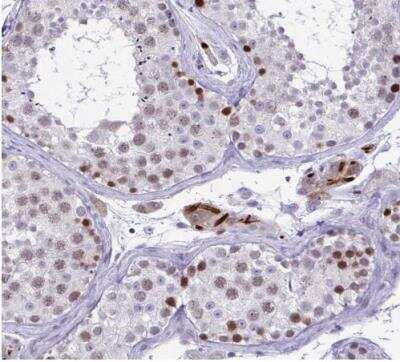 Immunohistochemistry-Paraffin: TEAD4 Antibody [NBP2-33803] - Staining of human testis shows moderate nuclear positivity in a subset of cells in seminiferous ducts.