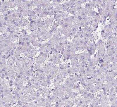 Immunohistochemistry-Paraffin: TEAD4 Antibody [NBP2-33803] - Staining of human liver shows no positivity in hepatocytes as expected.