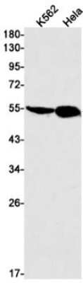 Western Blot: TEAD4 Antibody (S09-9D9) [NBP3-15099] - Western blot detection of TEAD4 in K562, Hela cell lysates using TEAD4 Rabbit mAb (1:1000 diluted). Predicted band size: 49kDa. Observed band size: 54kDa.